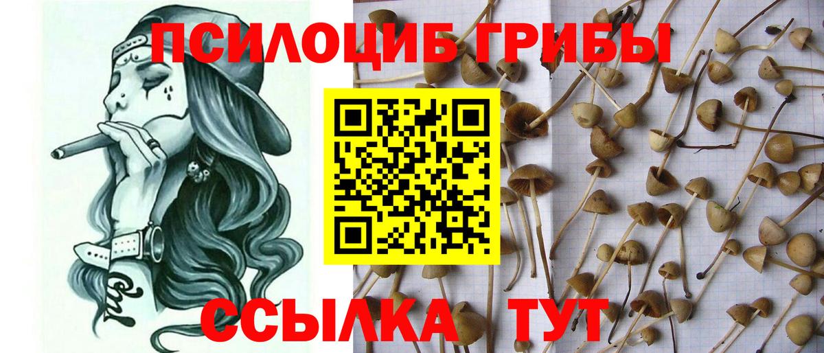 Черняховск  купить закладку  Вход с VPN  Галлюциногенные грибы мицелий  Псилоцибиновые грибы Psilocybe 